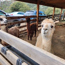 Hazard Alpacas