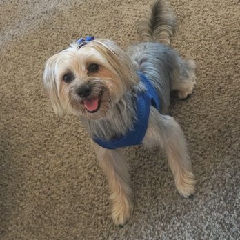Barkhouse - After grooming with Ana! - Pet Groomers Near Me - San Diego, California