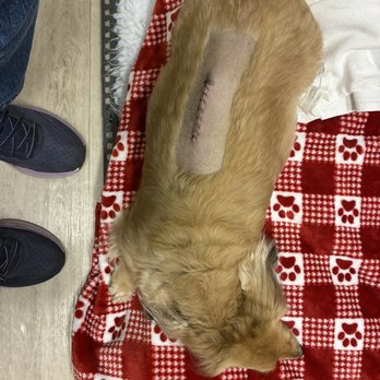 Flagstaff Veterinary Clinic - One day after spinal fusion surgery - Veterinarians Near Me - Flagstaff, Arizona Flagstaff Veterinary Clinic - One day after spinal fusion surgery - Veterinarians Near Me - Flagstaff, Arizona