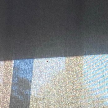 Oggi's - Gross flies and gnats in the bar - Pizza Near Me - Encinitas, California Oggi's - Gross flies and gnats in the bar - Pizza Near Me - Encinitas, California