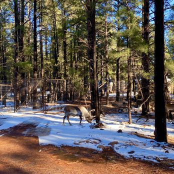 Bearizona - Zoos Near Me - Williams, Arizona Bearizona - Zoos Near Me - Williams, Arizona