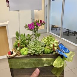 Mini Succulent Box for a birthday delivery - its so cute! Mini Succulent Box for a birthday delivery - its so cute!