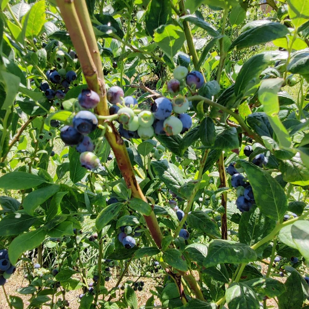 Emma Lea Farms - Fruits & Veggies Near Me - Delta, British Columbia