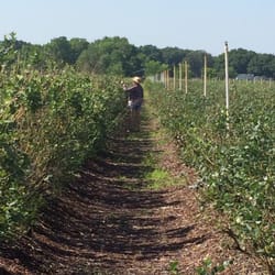 Pickin' away!