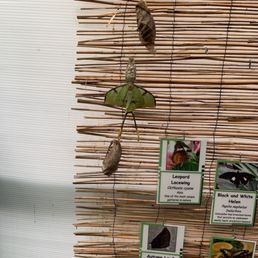 A rare moth with only 5 or so Day life span A rare moth with only 5 or so Day life span