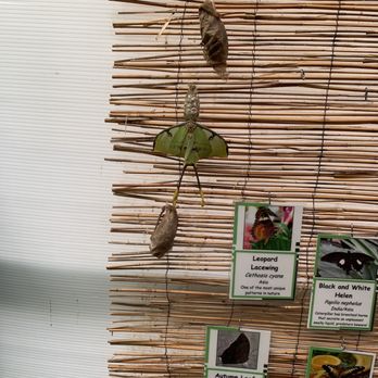 GT Butterfly House & Bug Zoo - A rare moth with only 5 or so Day life span - Zoos Near Me - Williamsburg, Michigan GT Butterfly House & Bug Zoo - A rare moth with only 5 or so Day life span - Zoos Near Me - Williamsburg, Michigan