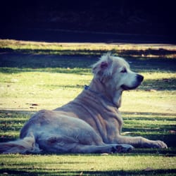 Righetti Oval - Great dog park
