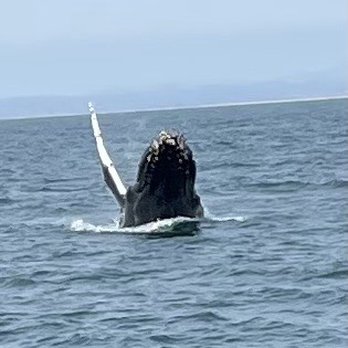 Discovery Whale Watch - Breaching whale - Whale Watching Tours Near Me - Monterey, California