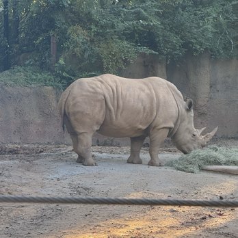 Zoo Atlanta - Zoos Near Me - Atlanta, Georgia Zoo Atlanta - Zoos Near Me - Atlanta, Georgia