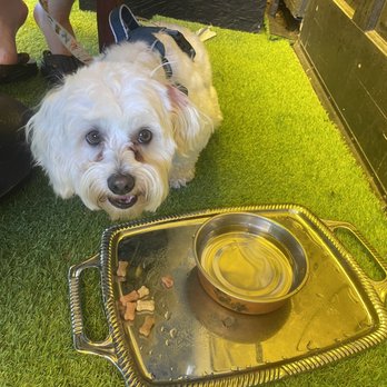 Morrison - Dog bowl! - Gastropubs Near Me - Los Angeles, California Morrison - Dog bowl! - Gastropubs Near Me - Los Angeles, California