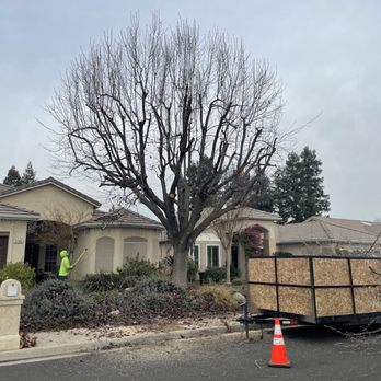 Gr8t Tree Service - After! - Tree Services Near Me Gr8t Tree Service - After! - Tree Services Near Me