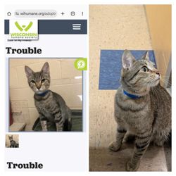 Wisconsin Humane Society - This mug shot looked nothing like our cat lol it made him look mean. He's a very sweet cat.