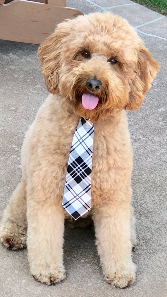 BARKS & BUBBLES Updated October 2024 24 Photos Kennewick