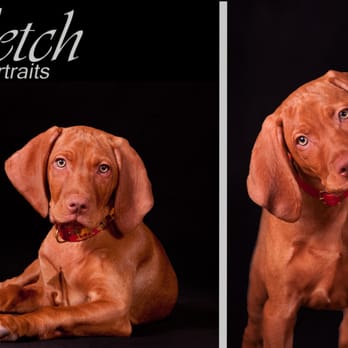 Fetch Portraits - Bryce, my lively three month old Vizsla pup - Pet Photography Near Me