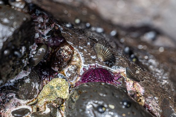 Keawakapu Beach by null