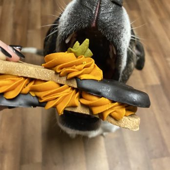 broad ripple dog bakery