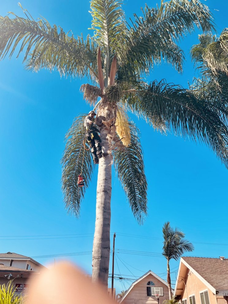 ROGER’S LANDSCAPE SERVICE Hawaiian Gardens, California Landscaping