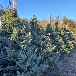 Firever Pines