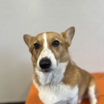 Dogtopia - Pet Boarding Near Me - Houston, Texas