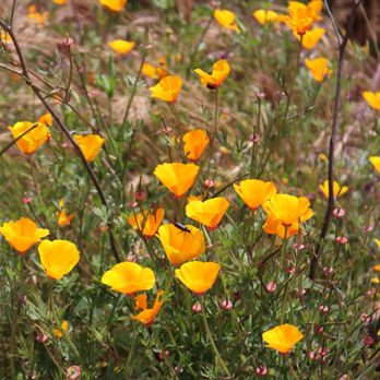Diamond Valley Lake Visitor Center - California poppy - Visitor Centers Near Me - Hemet, California Diamond Valley Lake Visitor Center - California poppy - Visitor Centers Near Me - Hemet, California