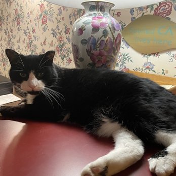 Chesterfield Inn - Inn cat- yoda greeting us! - Hotels Near Me - West Chesterfield, New Hampshire Chesterfield Inn - Inn cat- yoda greeting us! - Hotels Near Me - West Chesterfield, New Hampshire