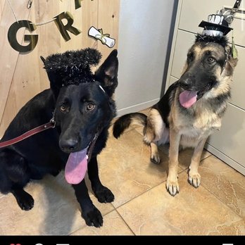 K9 Companions - Sniper & Storm graduation from Boot Camp - Pet Training Near Me - Perris, California K9 Companions - Sniper & Storm graduation from Boot Camp - Pet Training Near Me - Perris, California