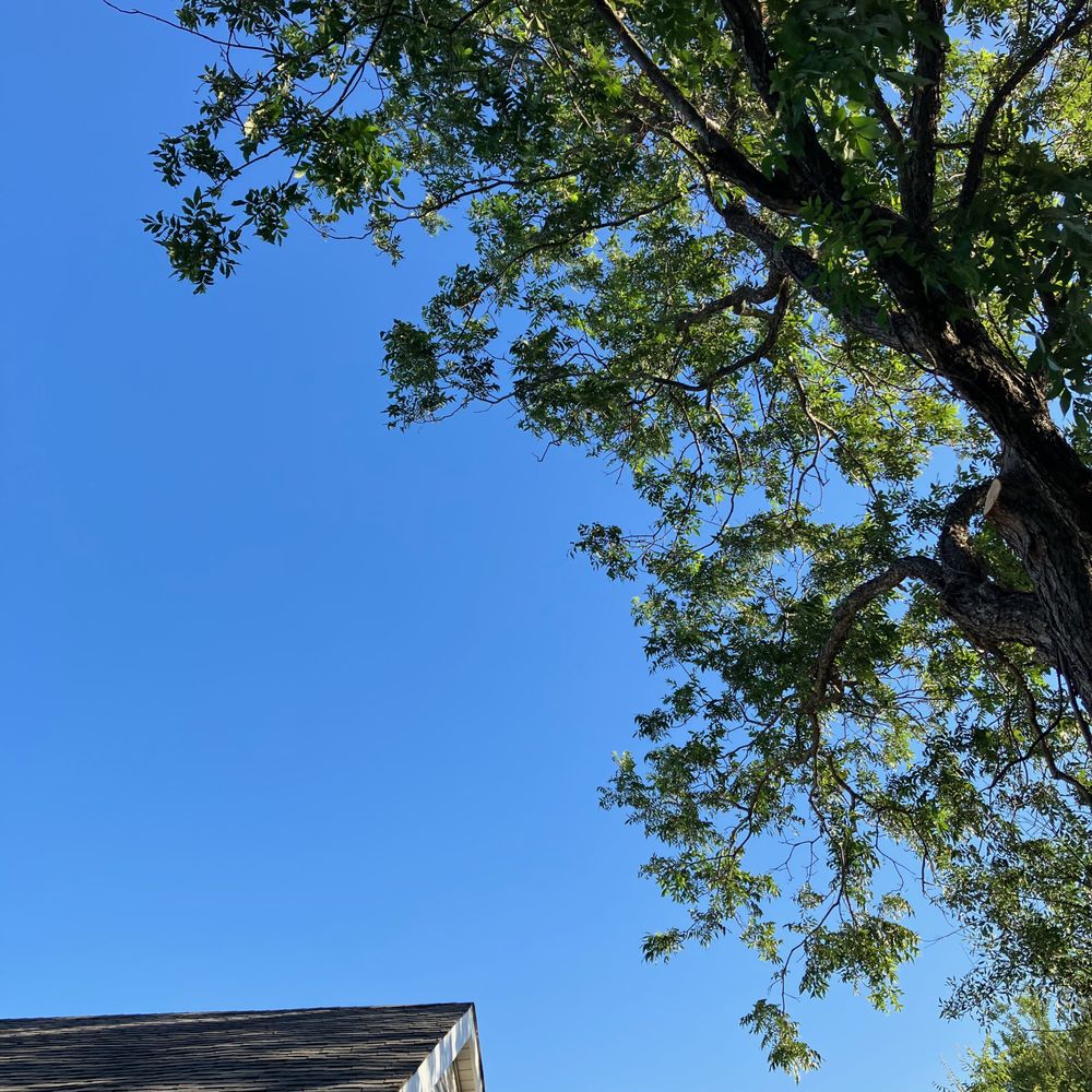 Salgado Mendoza Tree Service - After photo (tree timmed) - Tree Services Near Me Salgado Mendoza Tree Service - After photo (tree timmed) - Tree Services Near Me