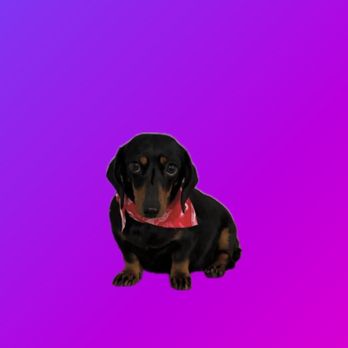 CLB Bath & Blowouts - Pet Groomers Near Me - Phoenix, Arizona