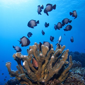 Sammy Scuba Diving - Scuba Diving Near Me - Lahaina, Hawaii Sammy Scuba Diving - Scuba Diving Near Me - Lahaina, Hawaii