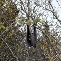 Cedar Beach Town Park - trash hanging in shrubs