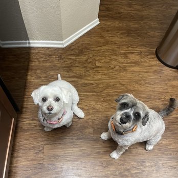 J'adore Pet Grooming - Pet Groomers Near Me J'adore Pet Grooming - Pet Groomers Near Me