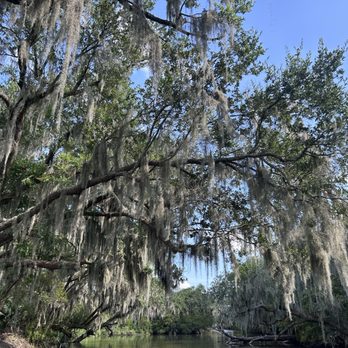 Airboat Adventures - Spanish moss - Boat Tours Near Me - Lafitte, Louisiana Airboat Adventures - Spanish moss - Boat Tours Near Me - Lafitte, Louisiana