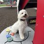 Off Leash K9 Training