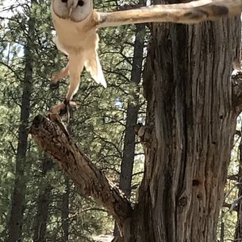 High Desert Museum - The Bird show is awesome! - Museums Near Me - Bend, Oregon