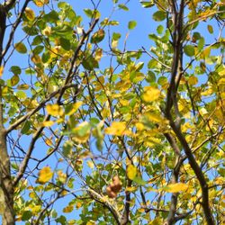 Charter Oak Landing - Leaves starting to change some color as of August 24th trip