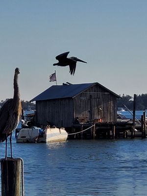Star Fish Company by null