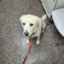 Hillsboro Animal Hospital & Pet Resort