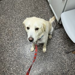Hillsboro Animal Hospital & Pet Resort - First timer!
