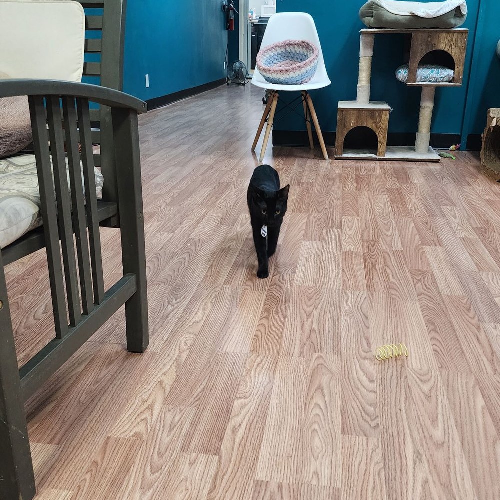 Catnip Cat Cafe - Pet Adoption Near Me - Norfolk, Virginia Catnip Cat Cafe - Pet Adoption Near Me - Norfolk, Virginia
