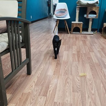 Catnip Cat Cafe - Pet Adoption Near Me - Norfolk, Virginia