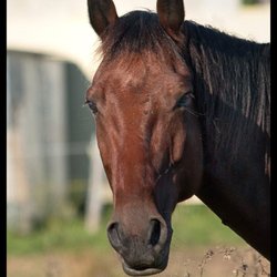 Sunny Stables - BILLY !!!