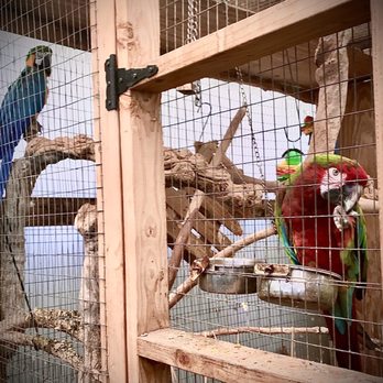 Whitfill Nursery - two parrots in a cage - Nurseries & Gardening Near Me - Phoenix, Arizona Whitfill Nursery - two parrots in a cage - Nurseries & Gardening Near Me - Phoenix, Arizona