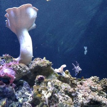 Seattle Aquarium - Aquariums Near Me - Seattle, Washington Seattle Aquarium - Aquariums Near Me - Seattle, Washington