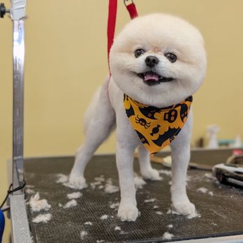 LA Pets Grooming - Always our favorite mom dad and mochi! - Pet Groomers Near Me - Diamond Bar, California LA Pets Grooming - Always our favorite mom dad and mochi! - Pet Groomers Near Me - Diamond Bar, California