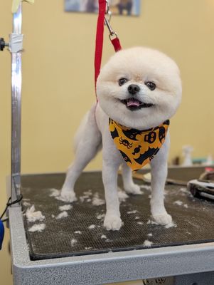 Do It Yourself Dog Grooming: Easy Tips for a Perfect Pup