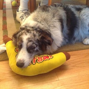 Garden State Veterinary Specialists Eatontown - Major and his banana - Emergency Pet Hospital Near Me - Eatontown, New Jersey Garden State Veterinary Specialists Eatontown - Major and his banana - Emergency Pet Hospital Near Me - Eatontown, New Jersey