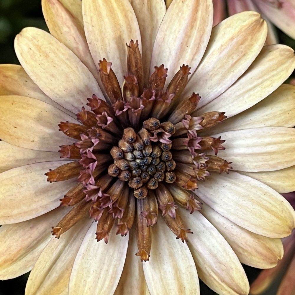 Sunshine Growers Nursery - Unique finds - Nurseries & Gardening Near Me - Eastvale, California