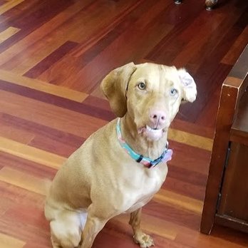 LoUber Pets - Remy waiting for a treat post walk - Dog Walkers Near Me