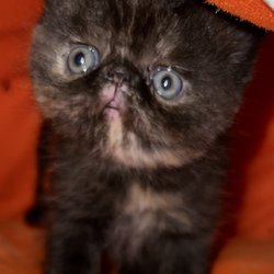Paww Padd - Exotic Shorthair