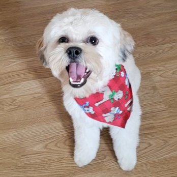 Claudia's Coiffeur Le' Petite - So handsome! - Pet Groomers Near Me - San Leandro, California Claudia's Coiffeur Le' Petite - So handsome! - Pet Groomers Near Me - San Leandro, California